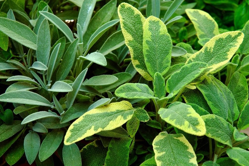 Grow an Edible Landscape