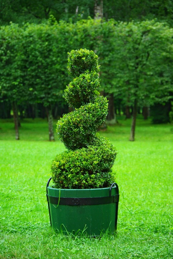 DIY Topiary, Take Your Pruning to the Next Level