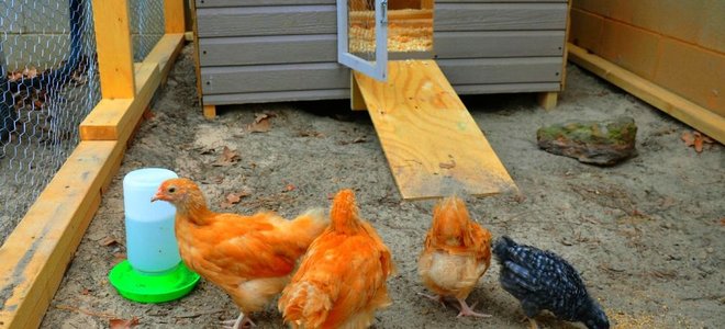 Urban Backyards Chickens