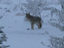 just a cyote in my back yard.