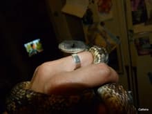 Young Texas Rat Snake (Elaphe obsoleta lindheimeri)-2/2