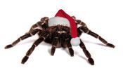 SANTA SPIDER avatar