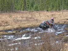 Playing in the muskeg                                                                                                                                                                                   