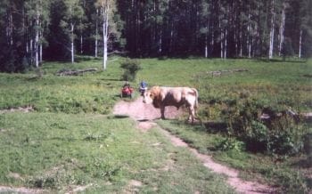 Cow trail