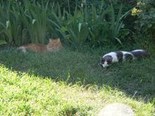 Cinny and Bali relax in the shadows