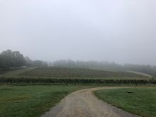 The vineyard 