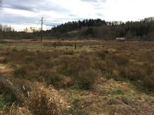 The bog is not visibly flooded