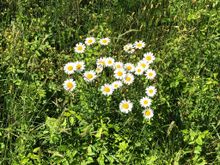 Daisy’s came out this week.