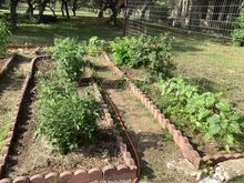 Sun flowers on the right. Tomatoes on the left. 