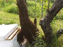 Made some great videos of my swarm activities this year. Don't think I can post them here.