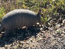 Local Armadillo 