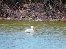Pelicans are back for the year. 