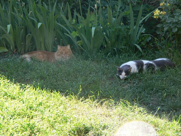 Cinny and Bali relax in the shadows