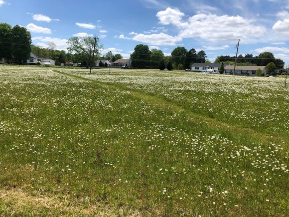 Daisies are peaking right now