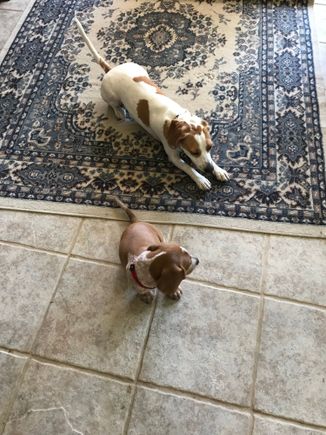 Boris is now full grown but this is his puppy pic. He found out he was different when he dis he has a ding a ling. The girls dogs roughed him up. This around 3 years ago. 