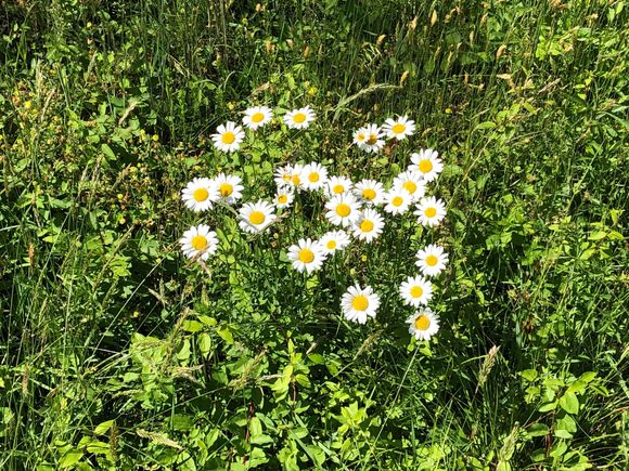 Daisy’s came out this week.