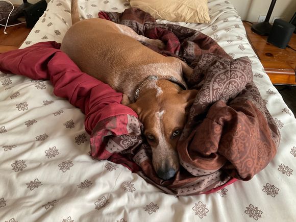 Boris the boy dog lol. He was suppose to be a 40 but ended up a 50. Experiment on Boris in a lab. No Go. 