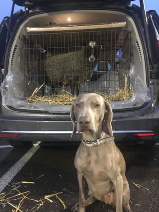 Forgot, a sheep named “Spike” too 

Greta was not pleased. 