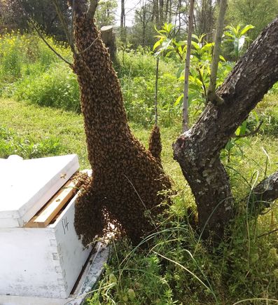 Made some great videos of my swarm activities this year. Don't think I can post them here.