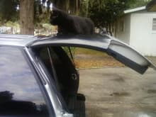 My cat blends with the tint, he loves the truck too