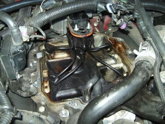 Old spider OUT!