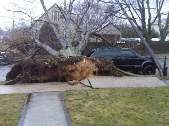 tree on truck