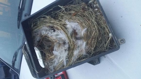 bird nest
