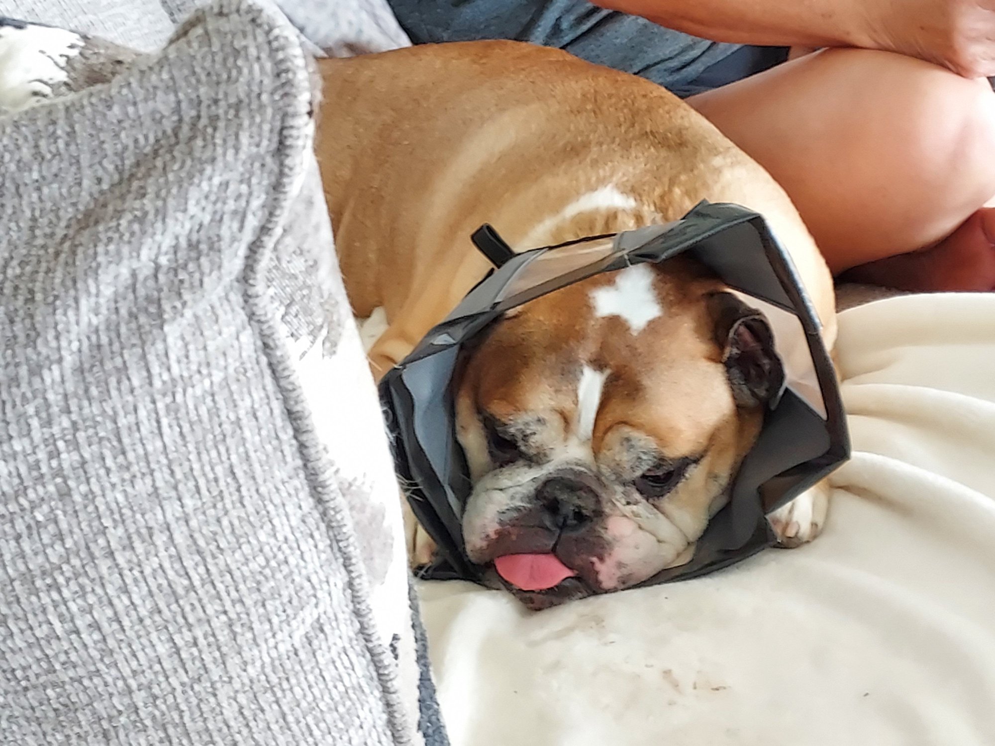 We knew this day wiuld come sooner rather than later after Monty's surgeries, and as usual, Dawn was prepared.  His incisions on his eyelids and his nose are healing, and started itching him today.  Naturally his reaction is to try and scratch them which we can't let happen.  This newer 