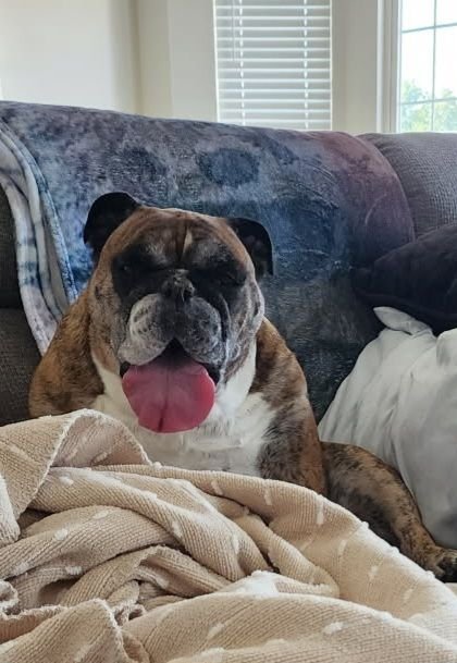 It's no mystery why Bulldogs have trouble breathing, with a tongue like that in your mouth how could any air get to your windpipe!  