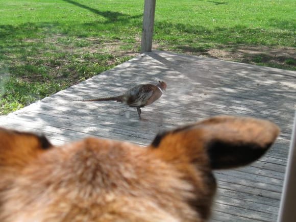 oh he wanted that pheasant!! This pic is thru a french door.