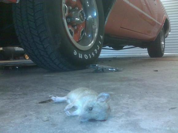 What happens to rats who think they can eat snails on my inlet manifold &amp; get away with it.