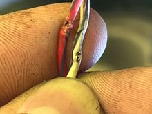 This is the only knick ive found so far that shows any wire.. the rest of it goes up into the frame and Tees into the harness 
