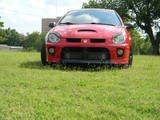 neon in the grass