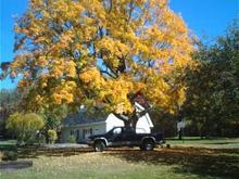 In front of our maple tree