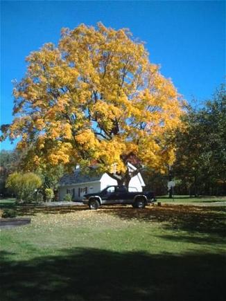 In front of our maple tree