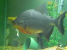 fish tank 040