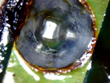 Arrow points to fracture ring where the solder joint has fractured.  This joint is near to complete fracture and will soon be a point of failure although the other fracture has already caused complete failure.