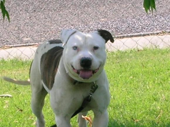 duke