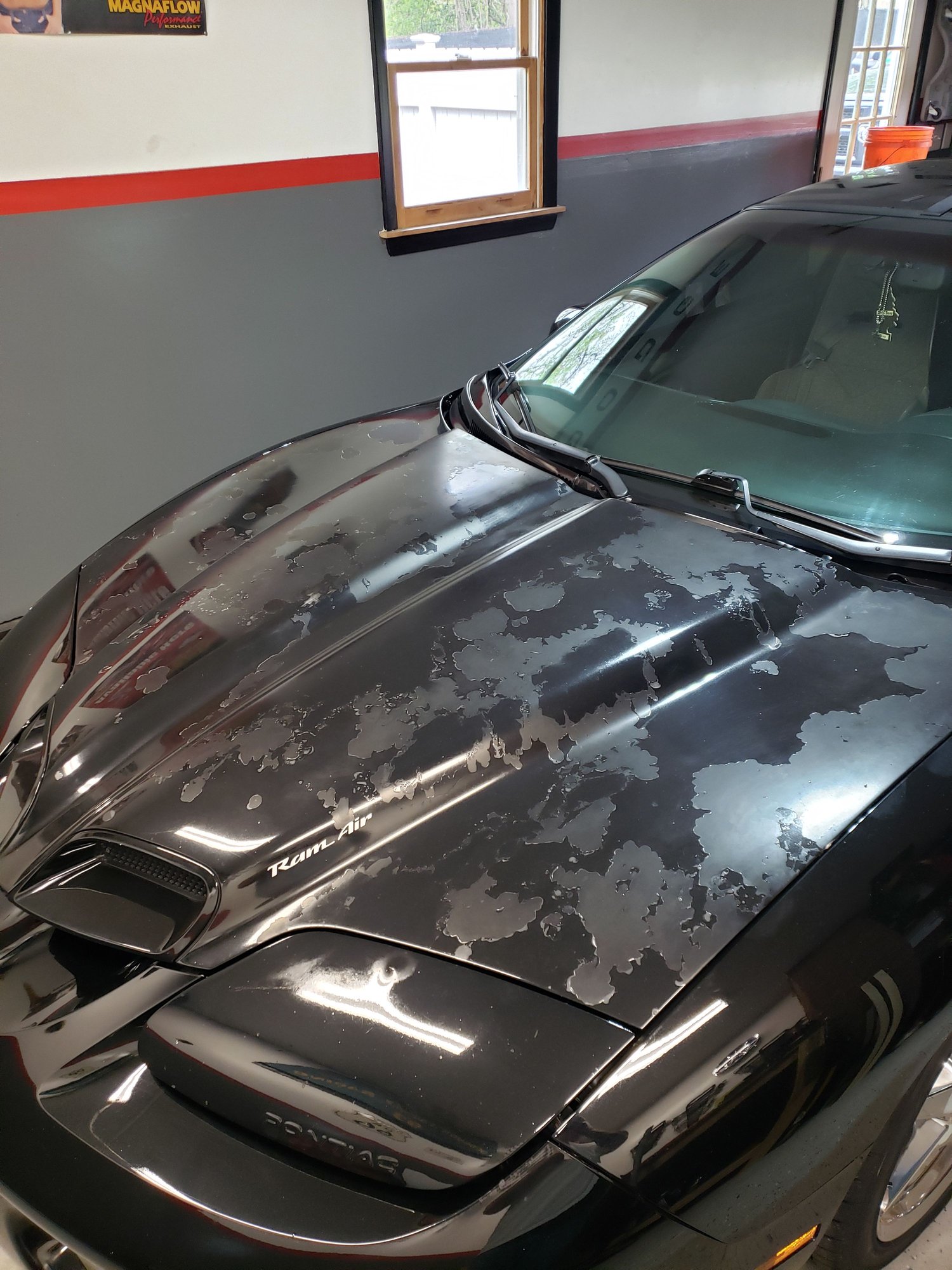 Exterior Body Parts - OEM WS6 Hood - Used - 1998 to 2002 Pontiac Firebird - New Milford, CT 06776, United States