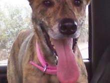 she loves riding in the truck cuz she usually ends up getting a double cheeseburger