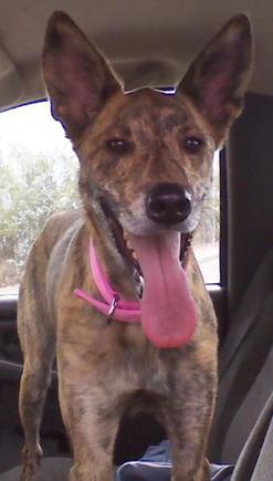 she loves riding in the truck cuz she usually ends up getting a double cheeseburger