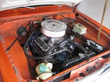 Scamp pics 017