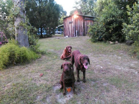 Shelby, in rear, coming out of heat. Roxie, in front, just coming in to heat & Fudge is 11+ years old and it's killing him but I've never seen him happier.