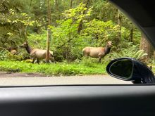 Elk like the Porsche 