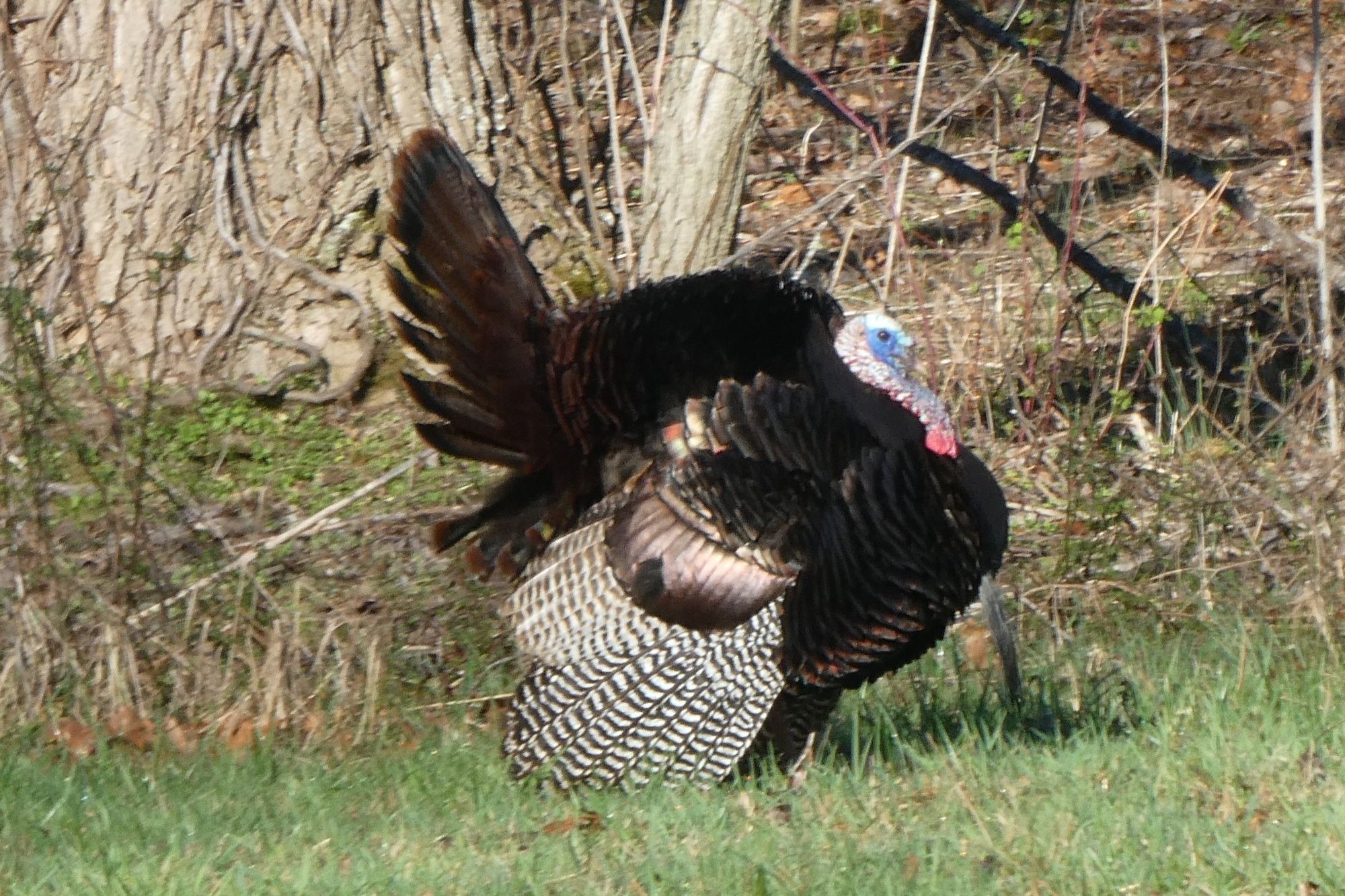 This turkey was struttin' his stuff in the NP.