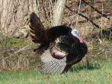 This turkey was struttin' his stuff in the NP.