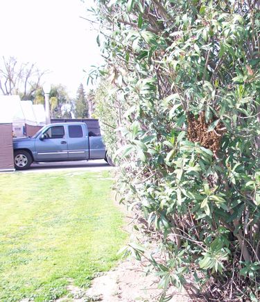 New Bee Hive on 04/08/2023