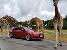 Audi RS6 power