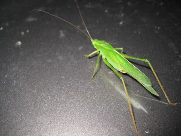 Good fine young grasshopper!