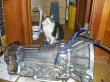 And the cat approves lol